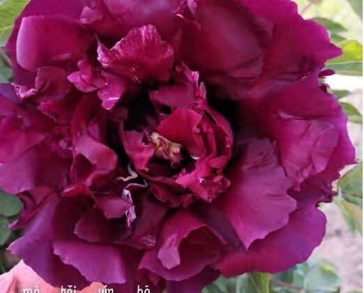 Rockii Tree Peony