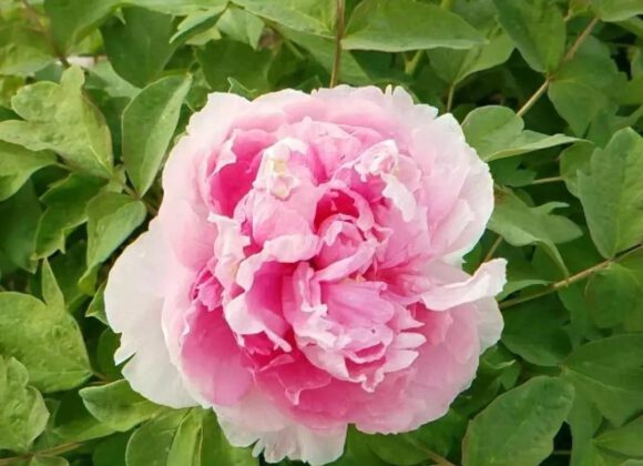 Tree Peony summer management method