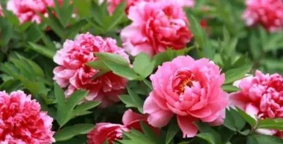 The most important characteristics of Tree peony