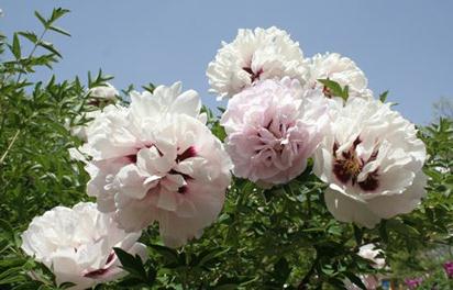 Four points to be paid attention to when tree peony blooms in greenhouse