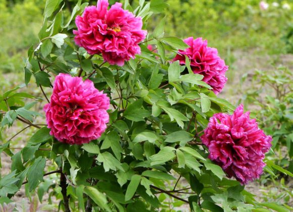 4 skills of daily management of tree peony