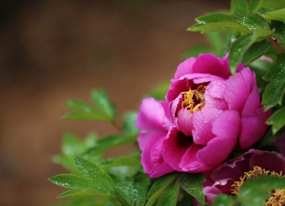 It is the annual peony planting season, teach you to grow beautiful peonies at home!