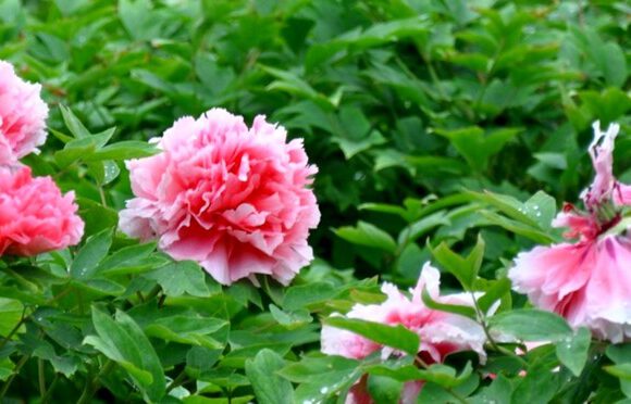 Do you know how to Prune Peonies in winter?