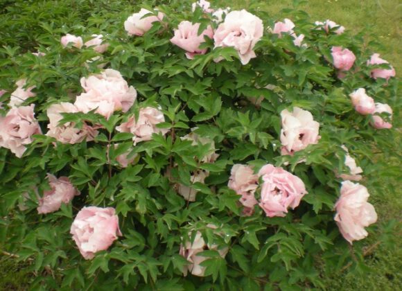 How to protect tree peonies in winter