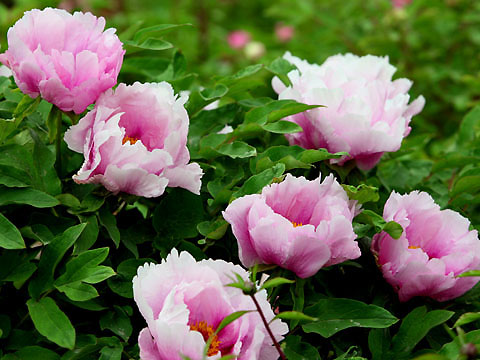 Five techniques of winter maintenance and management of tree peony