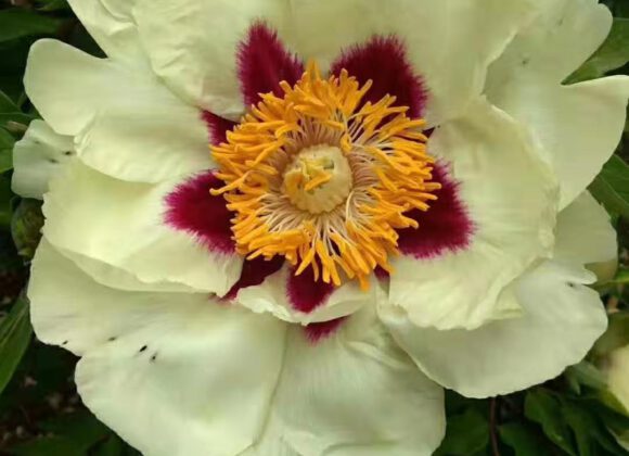 Annual Cycle and growth characteristics of Paeonia Rockii