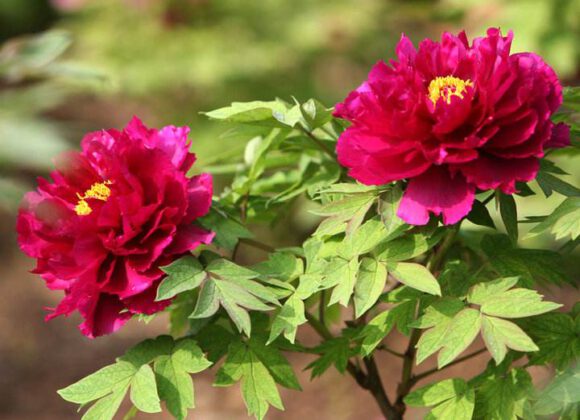 Peony common 8 kinds of pests and diseases