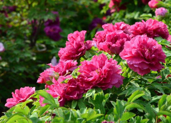 5 tips for growing peony