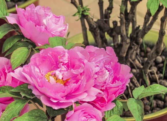 The most common types of tree peony flowers