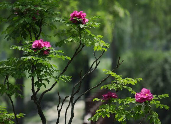 Several points for attention in planting peony