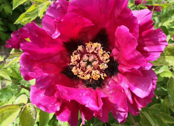 Why is it so hard for a novice to grow peonies