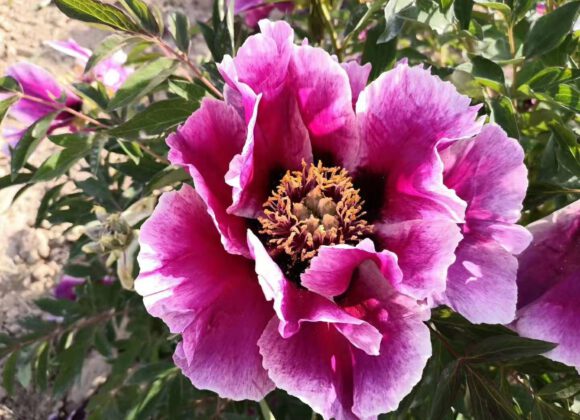 The  method of tree peony seed seedling