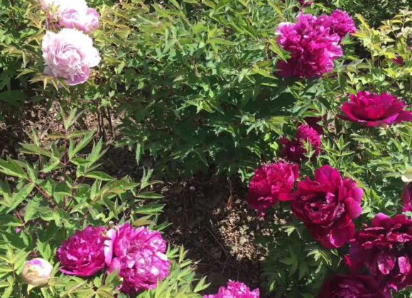 The peony flower wants to be beautiful, must spread fertilizer properly