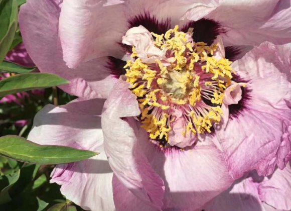 Proper time for planting peonies in spring