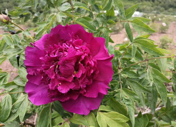 Life Cycle of Paeonia ROCKII