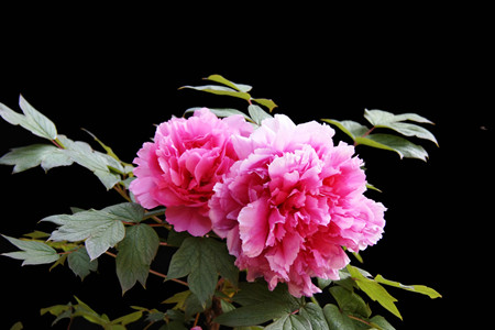 The reason why tree peony does not blossom