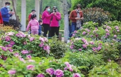 How to manage peonies after they bloom