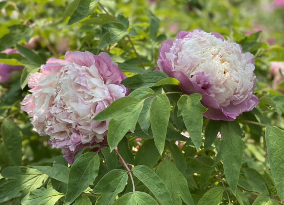 How to manage tree peonies in summer