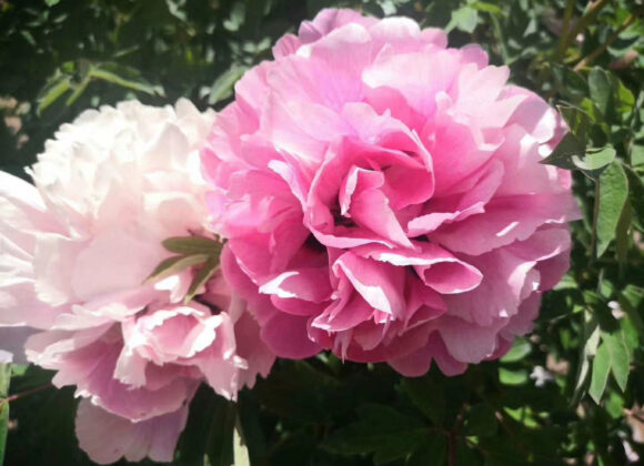 Learn the management technique of tree peony in summer