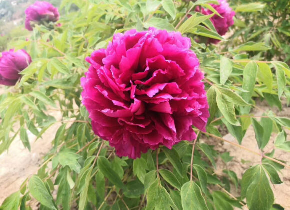 Common diseases and insect pests of tree peony