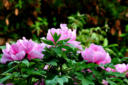 How to manage tree peonies in summer