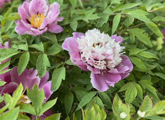 For the summer pest control of tree peonies