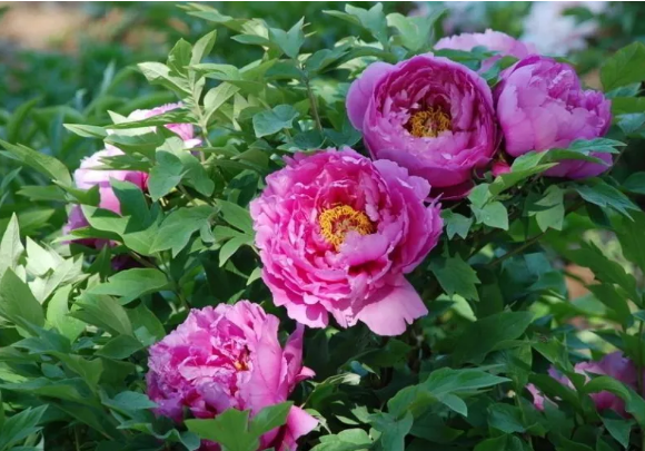 How to distinguish tree peony from herbaceous peony