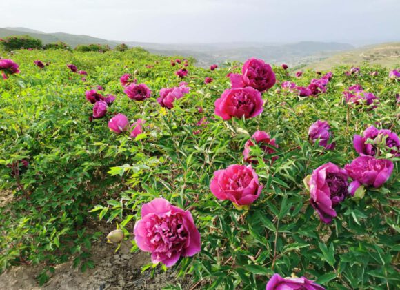 paeonia rockii planting master these three points, Bloom more beautiful