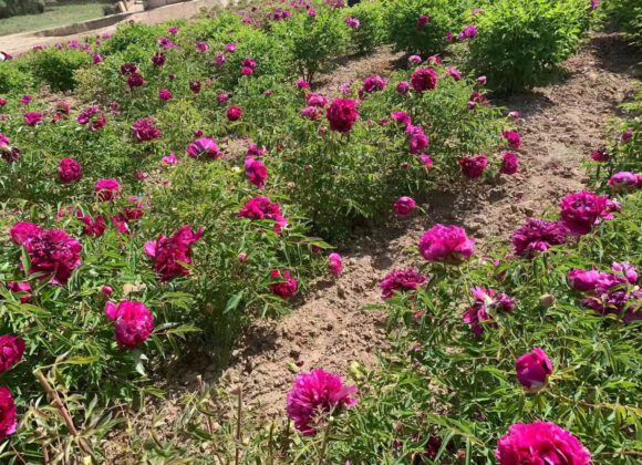 You should pay attention to these problems in summer tree peonies