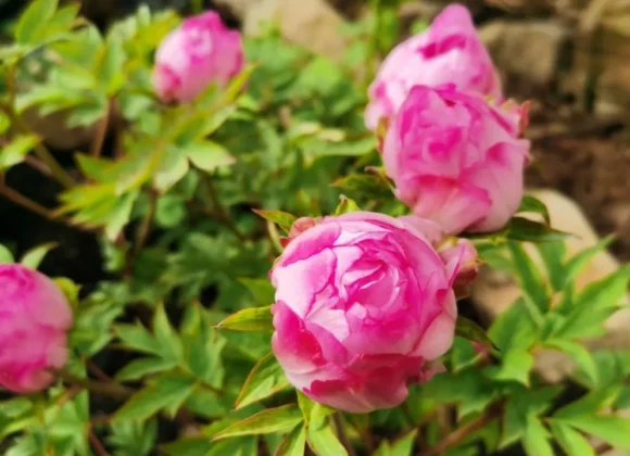 Common Pests and Diseases of tree Peony