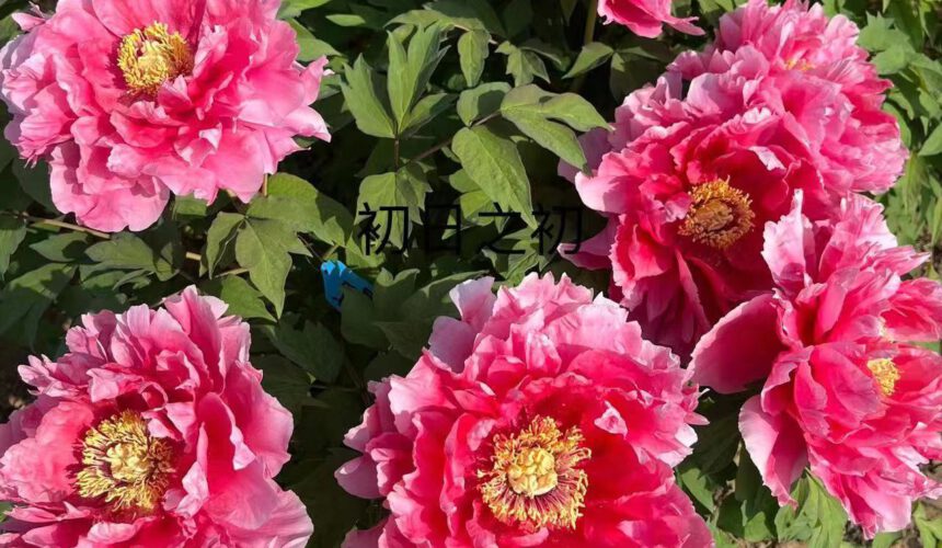 How the tree peony should be managed in summer