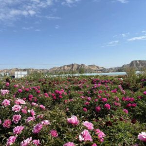 Key points of land arrangement for tree peony planting