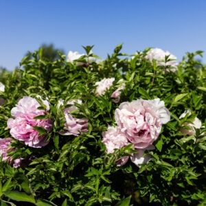 Discover the Enchanting Beauty of Gansu Peonies