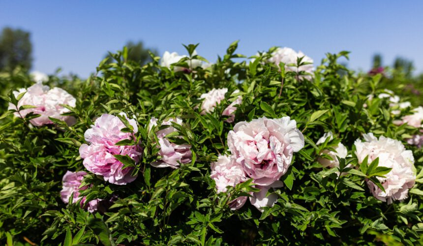 Discover the Enchanting Beauty of Gansu Peonies