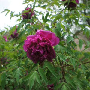 Spring Care Guide for Tree Peony (Paeonia rockii): Ensuring Vigorous Growth and Spectacular Blooms