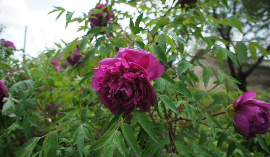 Spring Care Guide for Tree Peony (Paeonia rockii): Ensuring Vigorous Growth and Spectacular Blooms